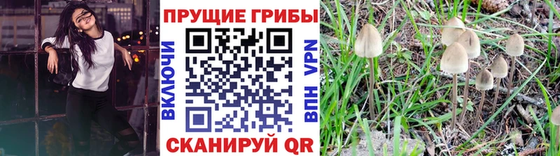 Псилоцибиновые грибы Psilocybe Арамиль
